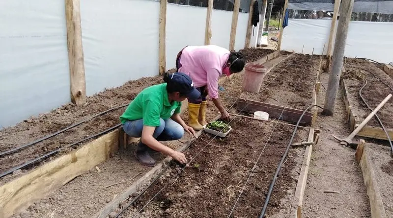 Construyendo tu propia huerta: Una guía completa - Cómo armar una huerta paso a paso construccion de una huerta - Cómo armar una huerta paso a paso