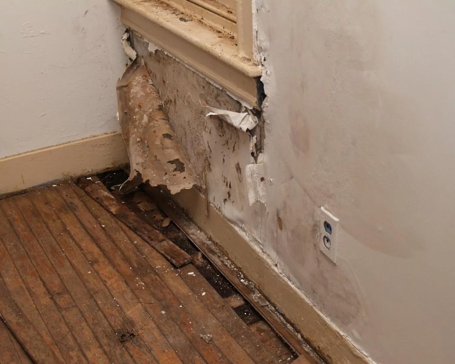 moho en madera prensada - Cómo recuperar una madera con moho