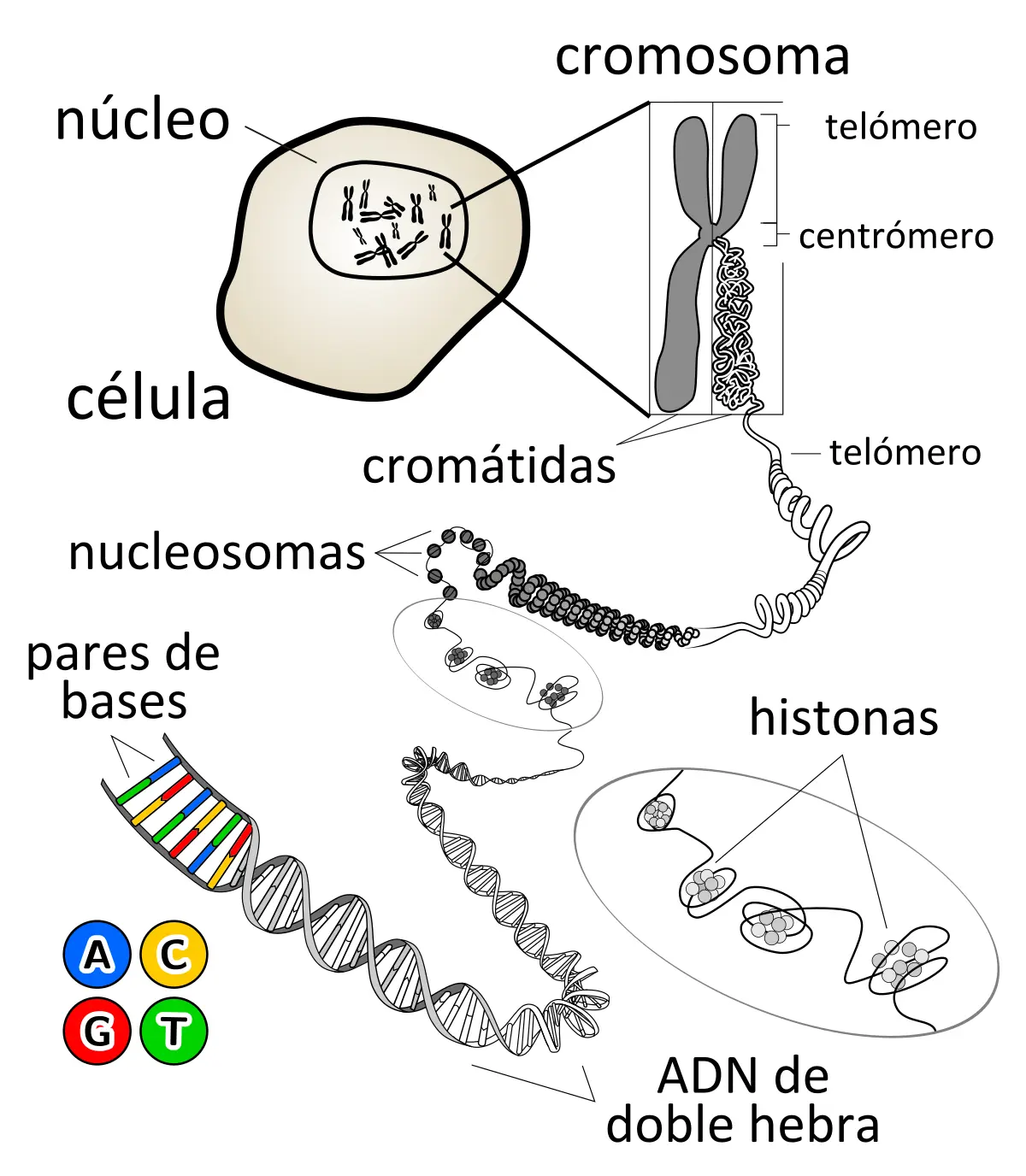 construcción del adn - Cómo se construye una molécula de ADN