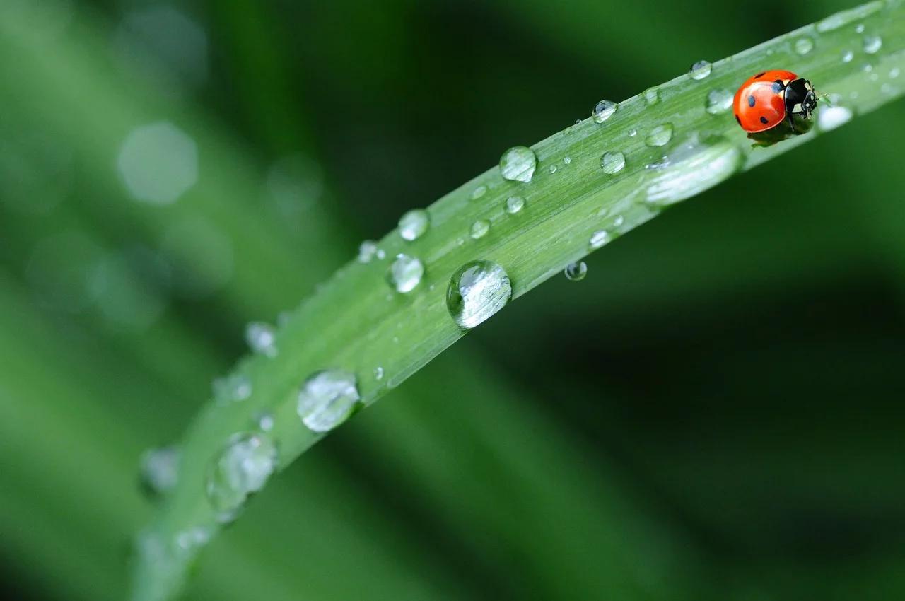 Construcciones en la Naturaleza: Biomimética y Biofilia en la Arquitectura - Cómo se llama el diseño inspirado en la naturaleza construcciones en la naturaleza - Cómo se llama el diseño inspirado en la naturaleza