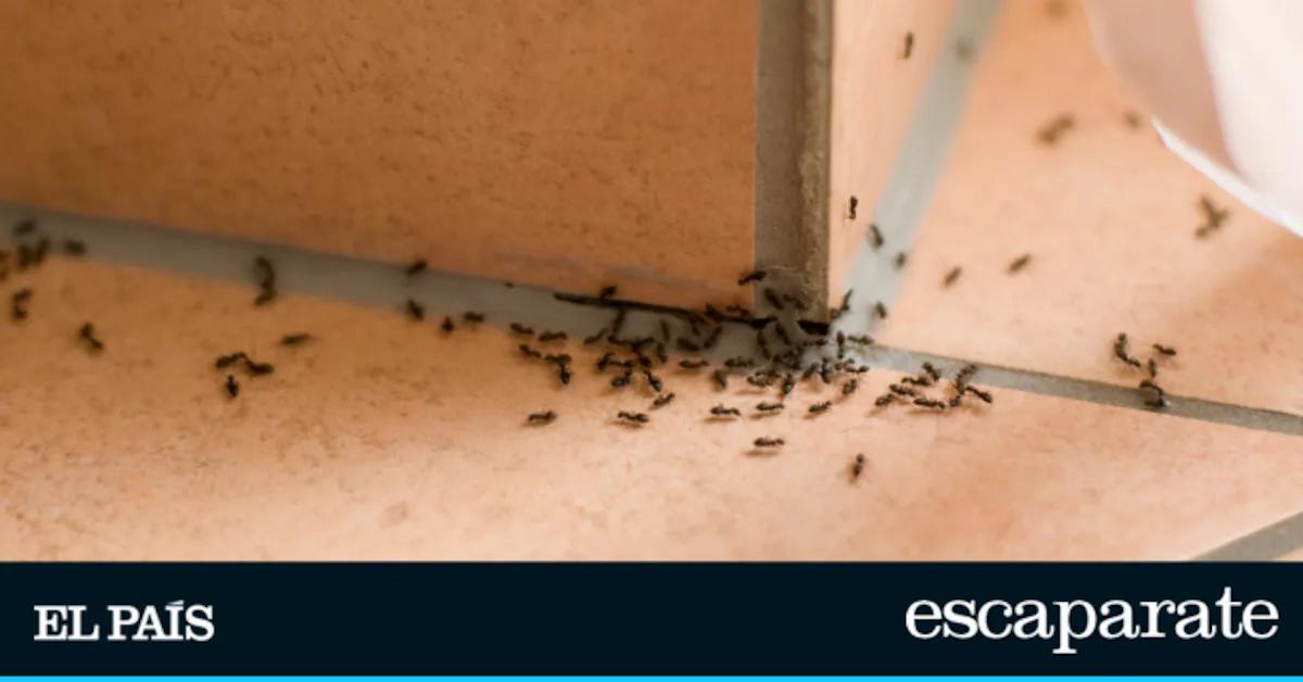 geltex para hormigas - Cuál es el veneno más efectivo para las hormigas
