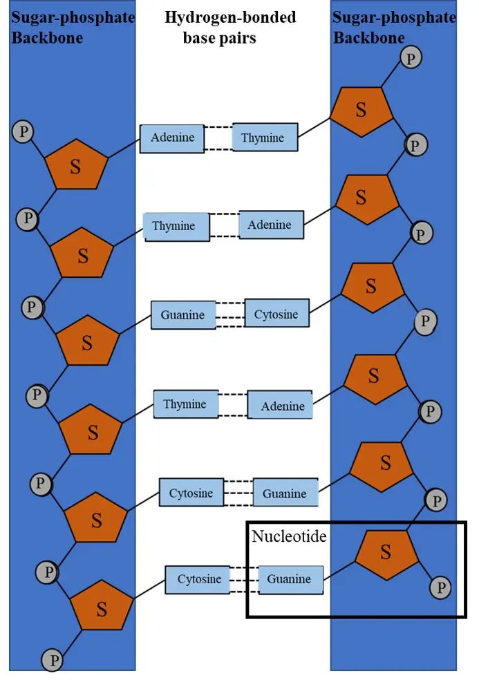 construcción del adn - Cuáles son las 3 estructuras del ADN