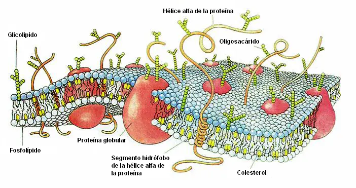 imagenes de la membrana celular - Cuáles son las 5 funciones principales de la membrana plasmática