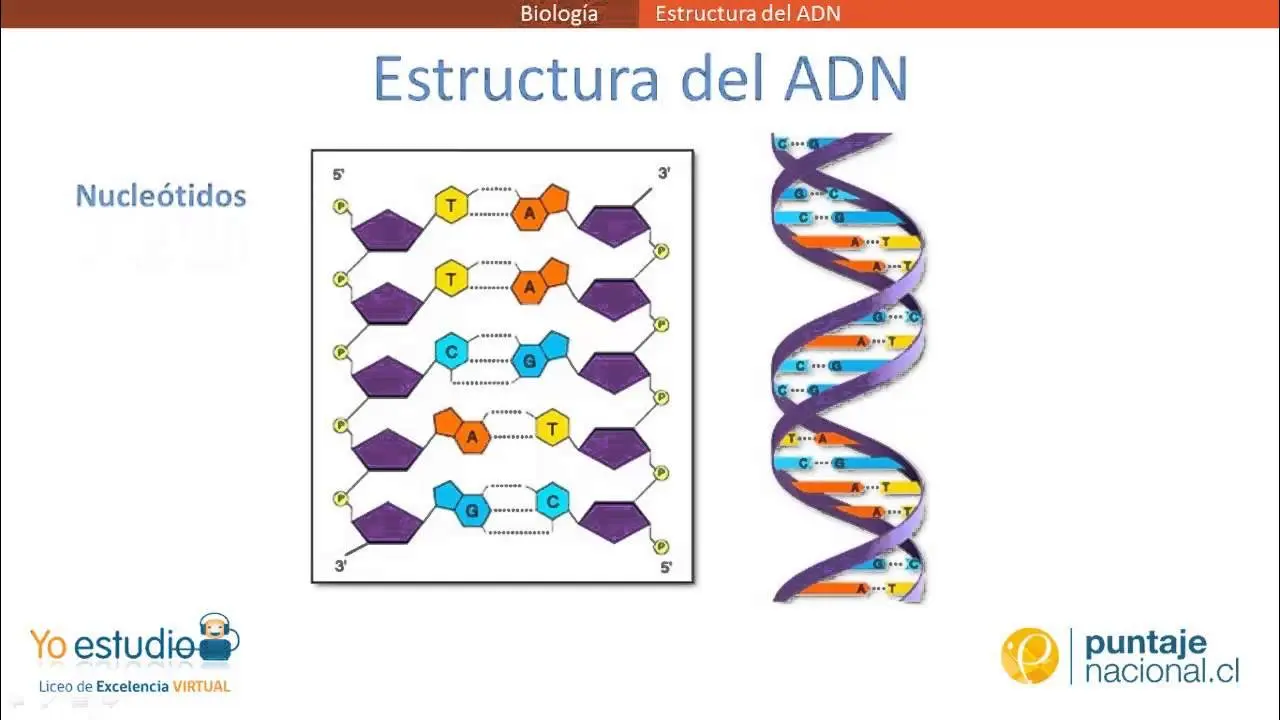 construcción del adn - Cuáles son los 4 componentes del ADN