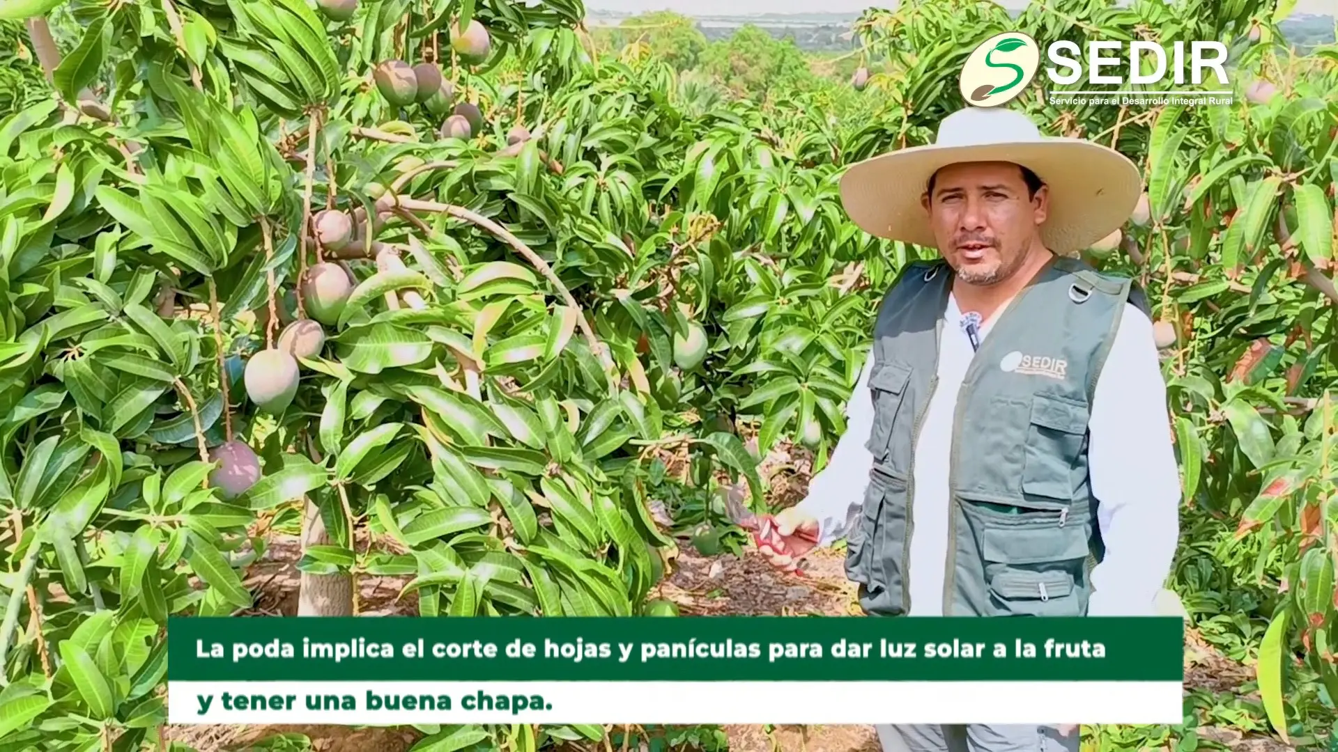 Tijeras de podar mango largo para la poda de árboles de mango - Padua