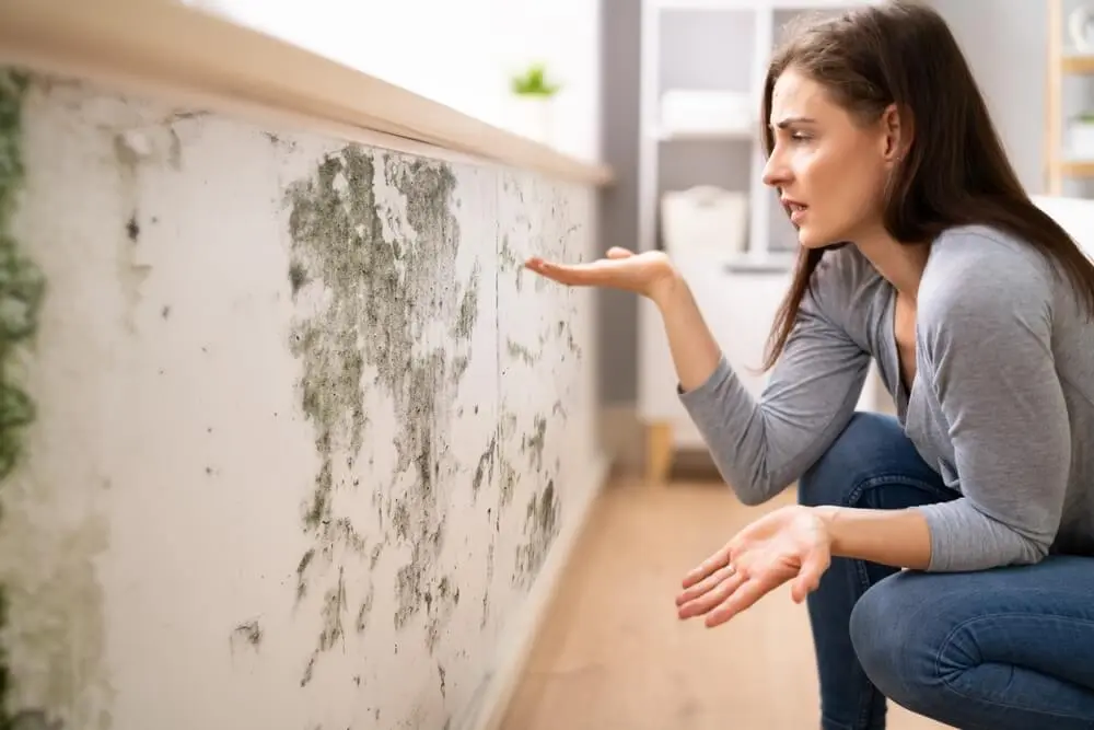 moho en madera prensada - Por qué sale moho en la madera