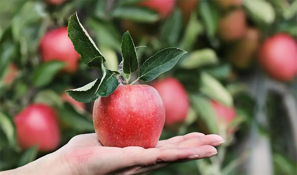 distancia entre arboles - Qué distancia hay que dejar entre árboles frutales