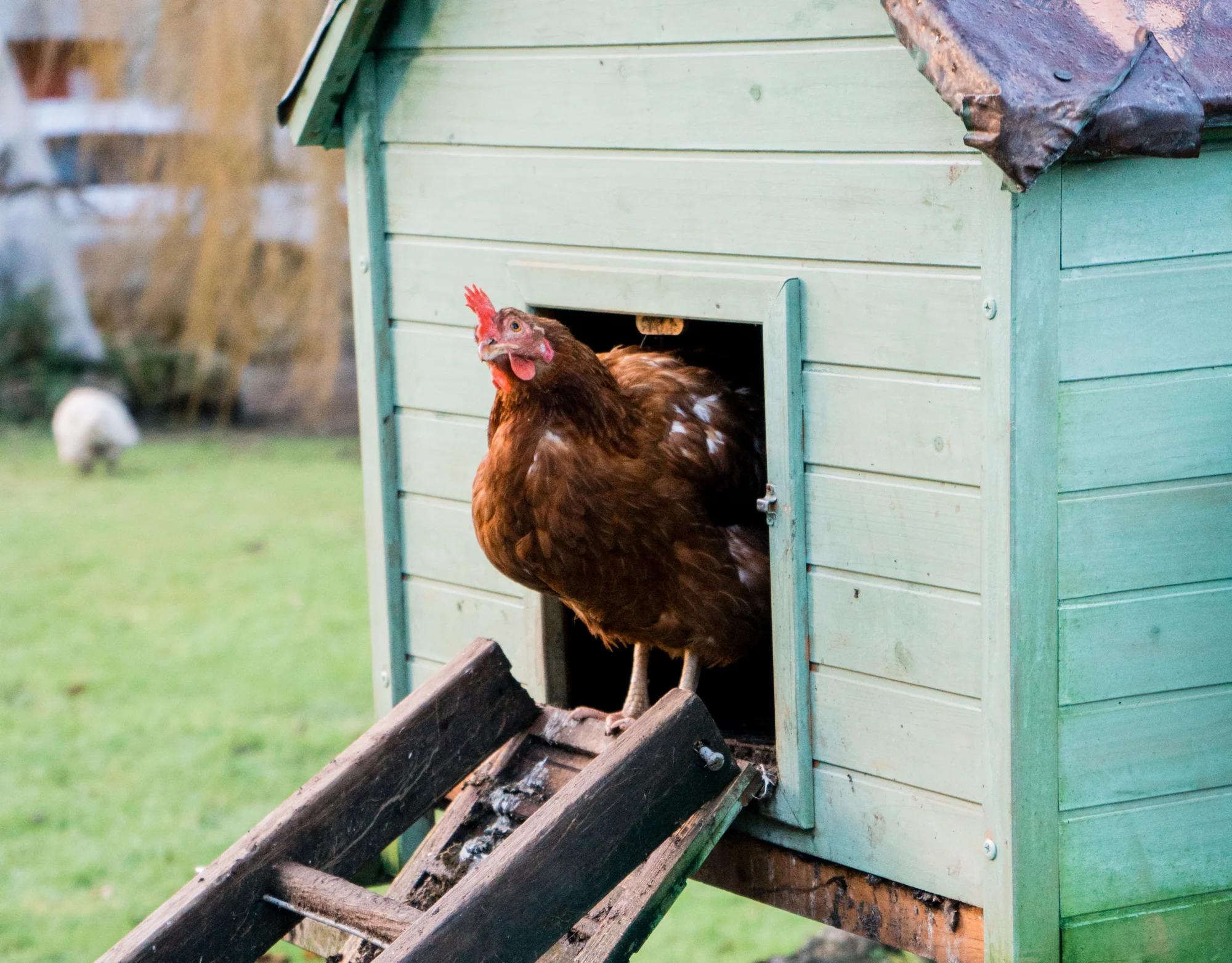 Materiales para la Construcción de un Gallinero: Guía Completa - Qué es lo mejor para poner en el fondo de un gallinero materiales para construccion de gallinero - Qué es lo mejor para poner en el fondo de un gallinero