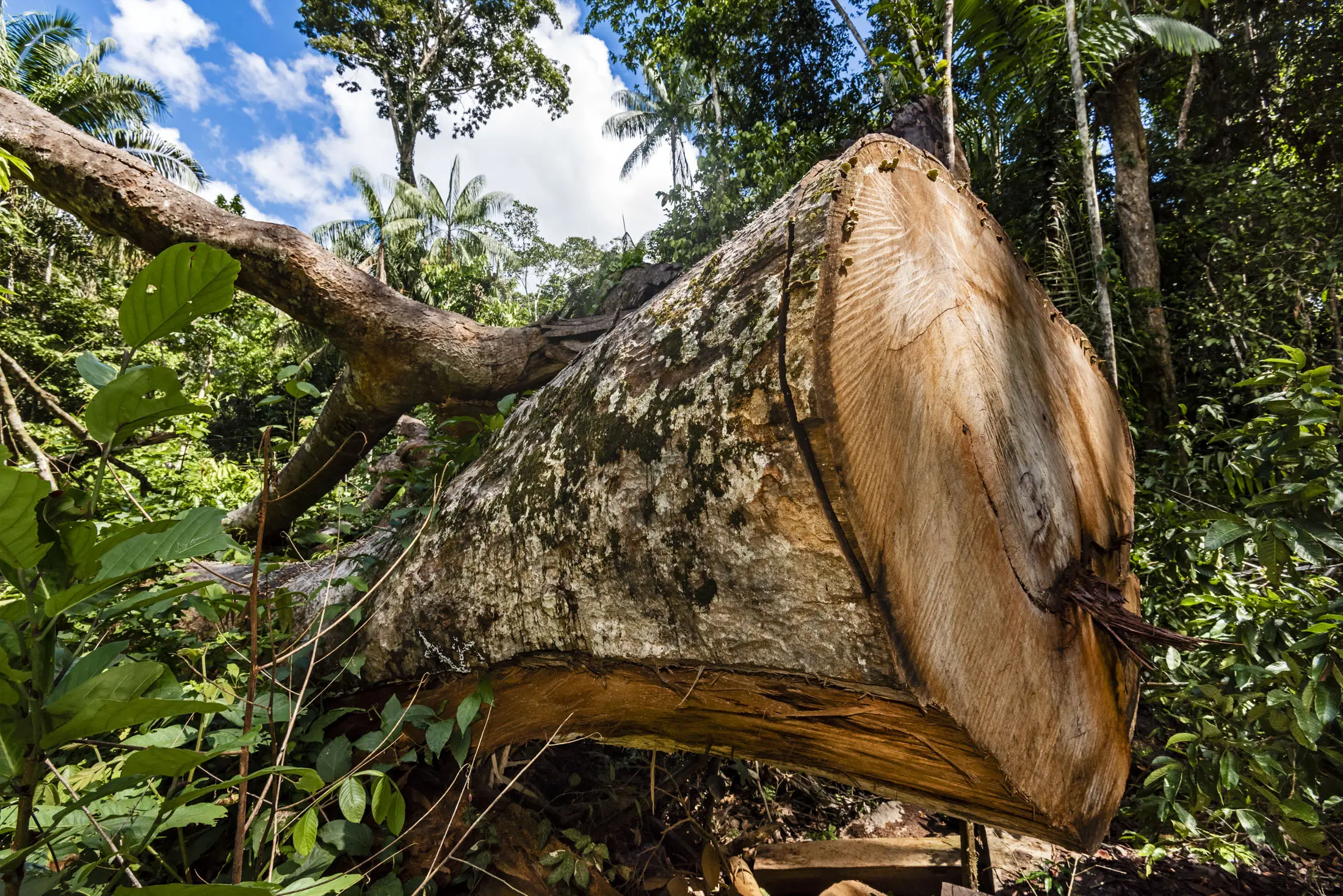 <b>Madera de Sudamérica para la Construcción: Guía Completa de Especies y Aplicaciones</b> - Qué nombre recibe el árbol de América de madera muy estimada arbol de sudamérica cuya madera se emplea en construccion - Qué nombre recibe el árbol de América de madera muy estimada