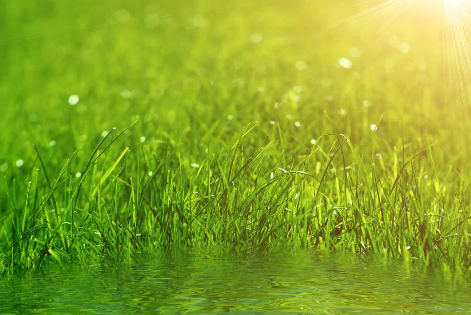 Precio de Césped Artificial para Terrazas: Guía Completa 2024 - Qué pasa con el césped artificial cuando llueve precio de cesped artificial para terrazas - Qué pasa con el césped artificial cuando llueve