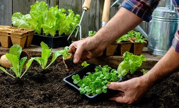Construyendo tu propia huerta: Una guía completa - Qué se necesita para crear una huerta construccion de una huerta - Qué se necesita para crear una huerta