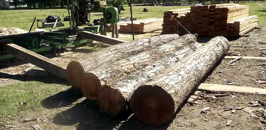 <b>Madera de Sudamérica para la Construcción: Guía Completa de Especies y Aplicaciones</b> - Qué tipo de árboles se utilizan en la industria maderera arbol de sudamérica cuya madera se emplea en construccion - Qué tipo de árboles se utilizan en la industria maderera