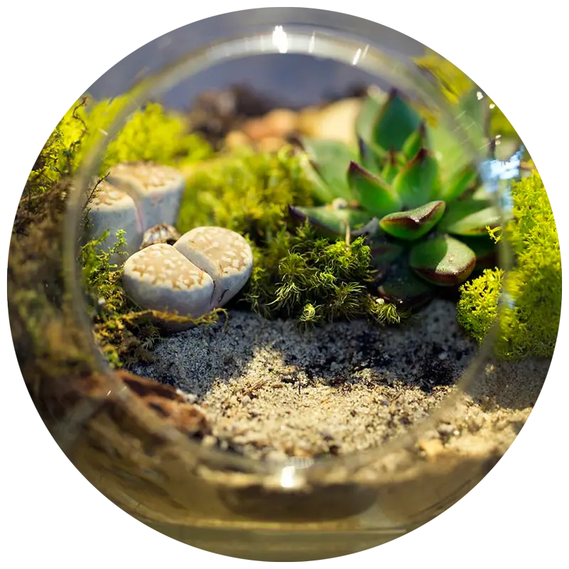Construcción de un Terrario: Guía Completa para Principiantes - Qué tipo de tierra se utiliza en un terrario construccion de un terrario - Qué tipo de tierra se utiliza en un terrario